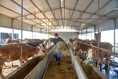 宿松先鋒網(wǎng) 畜牧漁業(yè)飼料銷售的發(fā)展現(xiàn)狀與未來趨勢(shì)