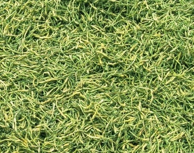 謹(jǐn)防誤導(dǎo) 高致病性禽流感防控?zé)o“特效藥”，理性選擇合法獸藥